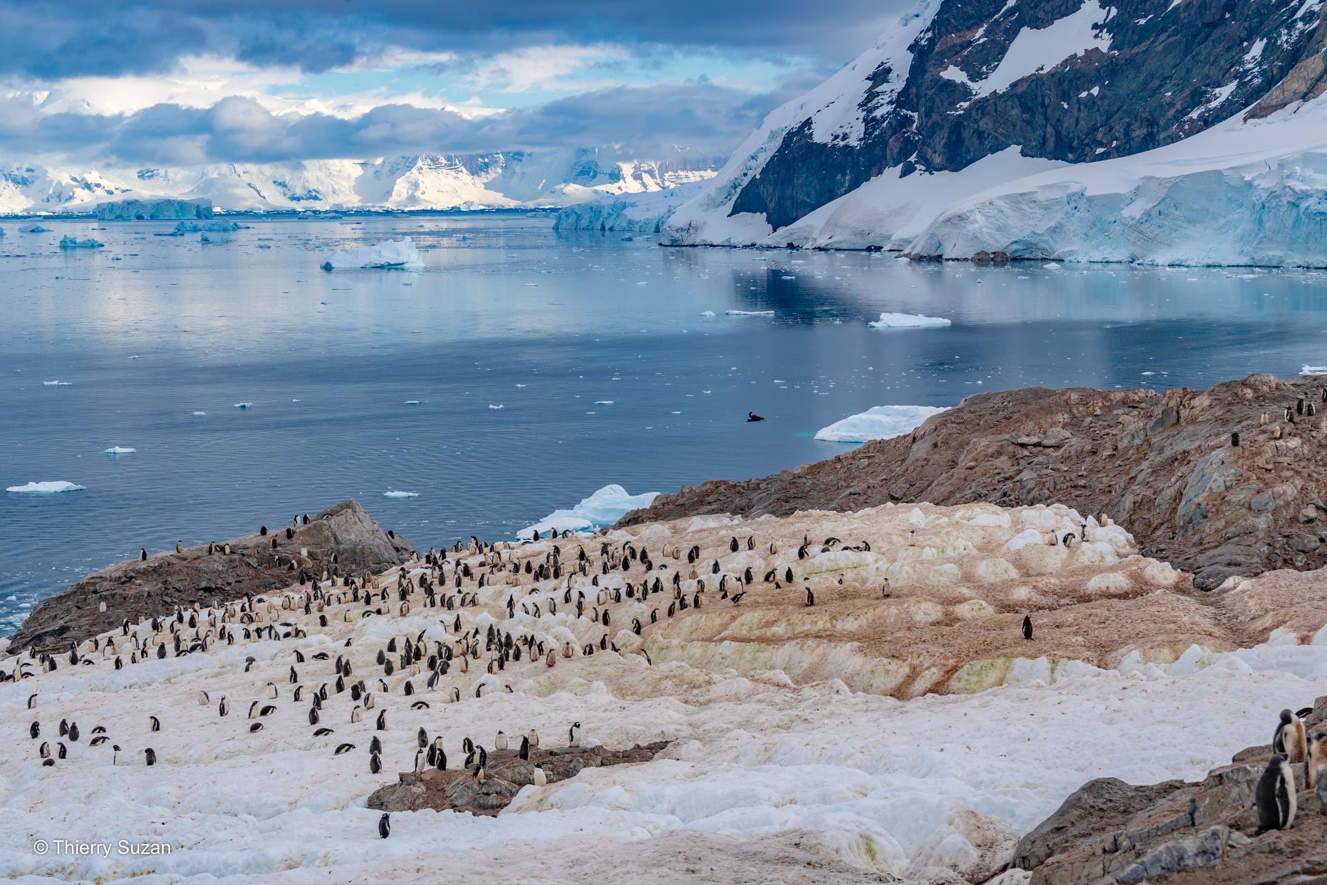 Les danseurs des glaces | Péninsule Antarctique